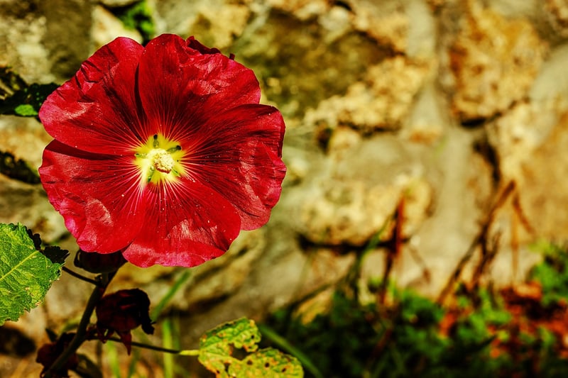 Black Magic Hollyhock
