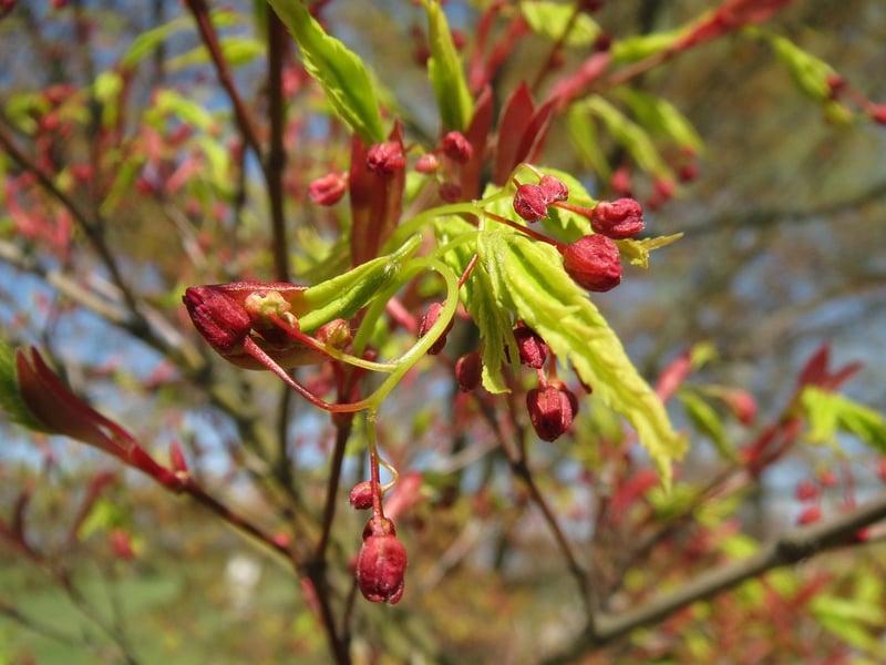 Japanese Maple
